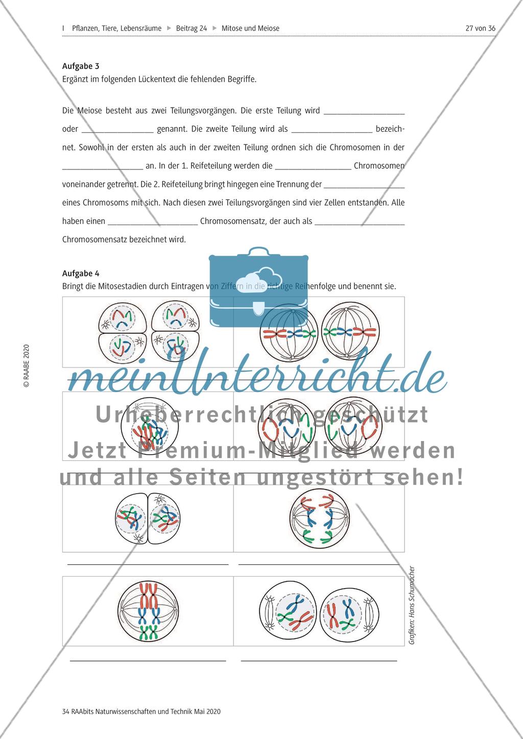 Mitose und Meiose erleben Preview 27