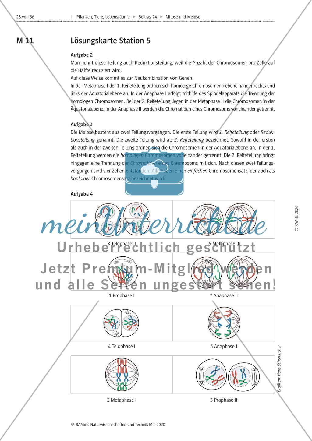 Mitose und Meiose erleben Preview 28