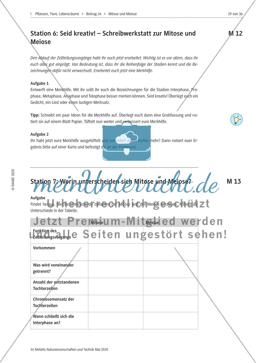 Mitose und Meiose erleben Preview 29