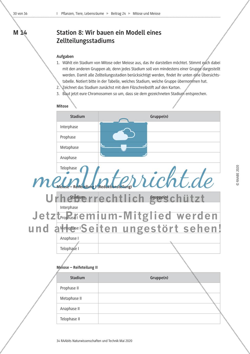 Mitose und Meiose erleben Preview 30