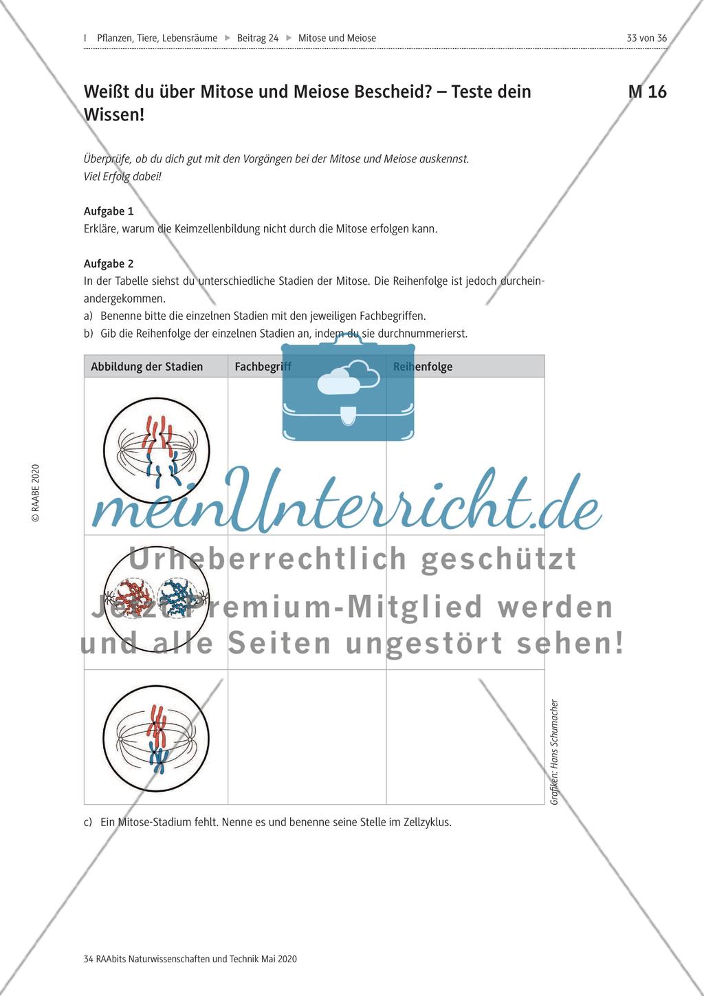 Mitose und Meiose erleben Preview 33