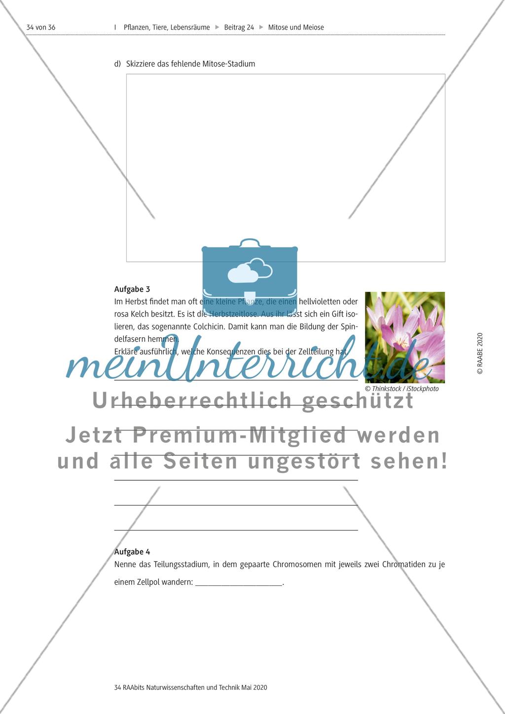 Mitose und Meiose erleben Preview 34