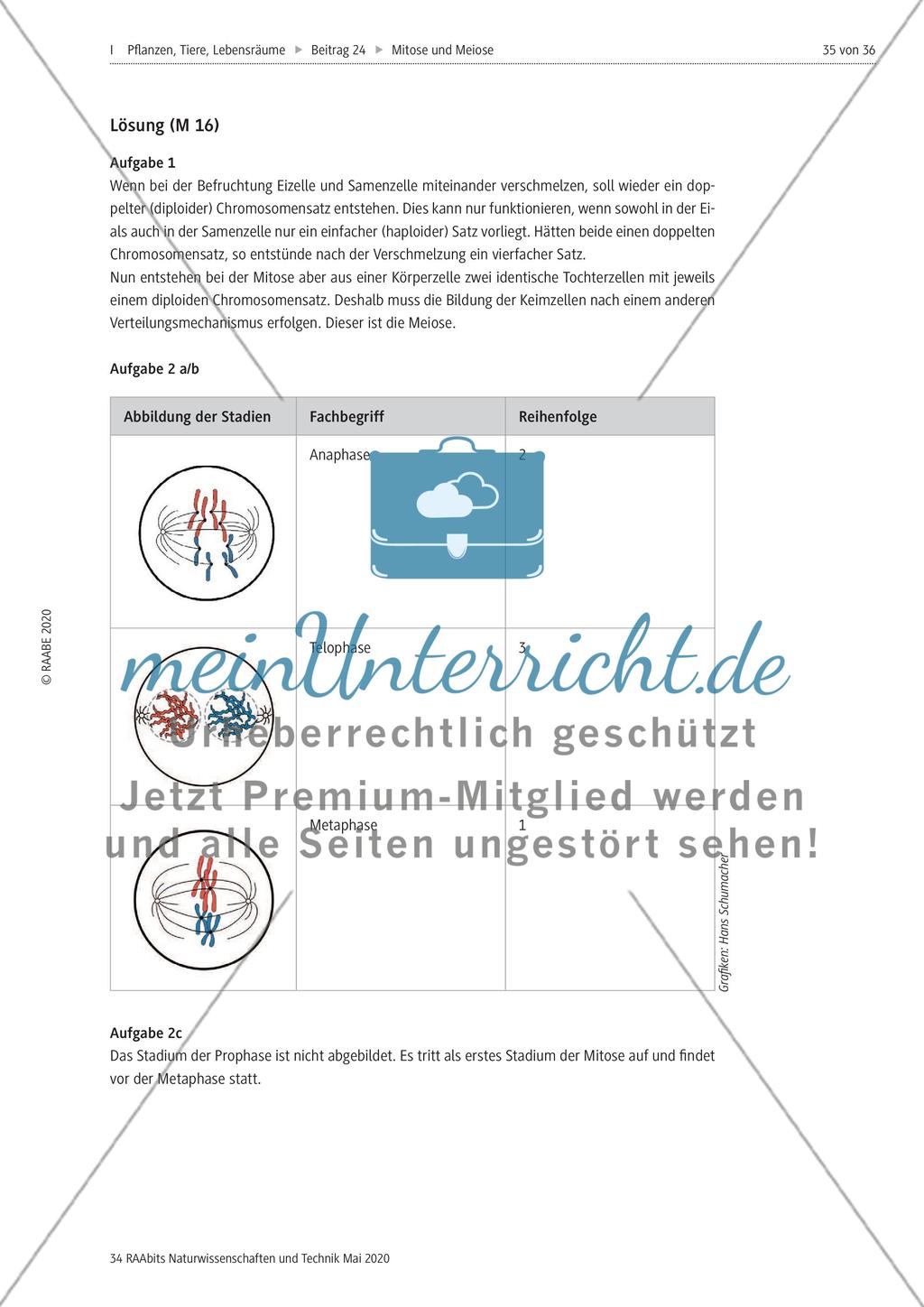 Mitose und Meiose erleben Preview 35