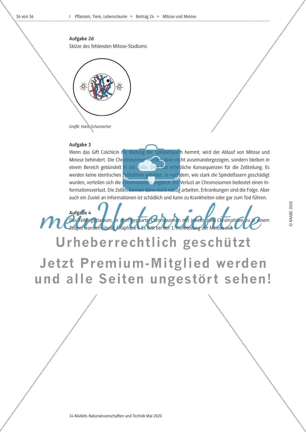 Mitose und Meiose erleben Preview 36