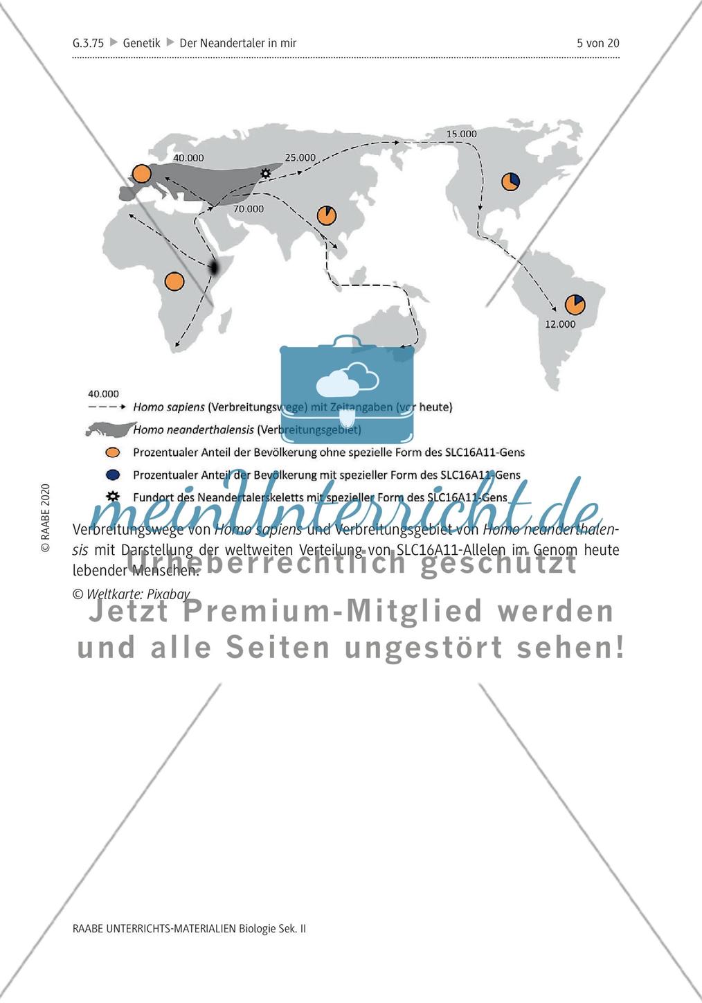 Der Neandertaler in mir – Genetisches Erbe im modernen Menschen Preview 9