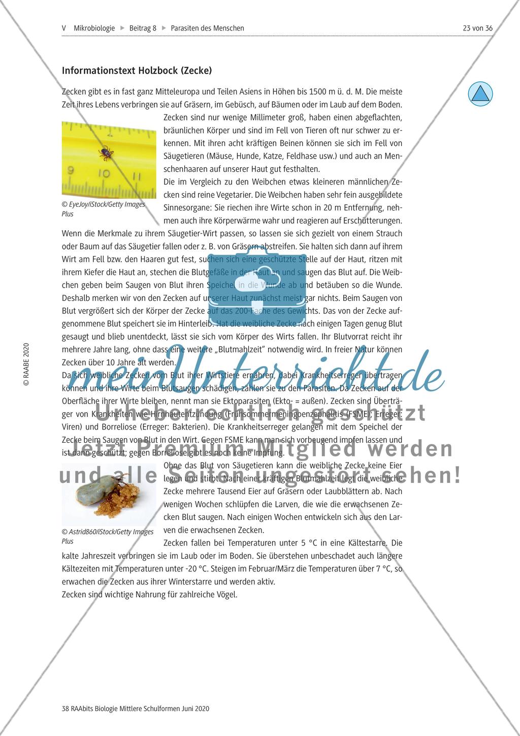Strukturierungsbaustein – Zecken als keineswegs harmlose Ektoparasiten Preview 6