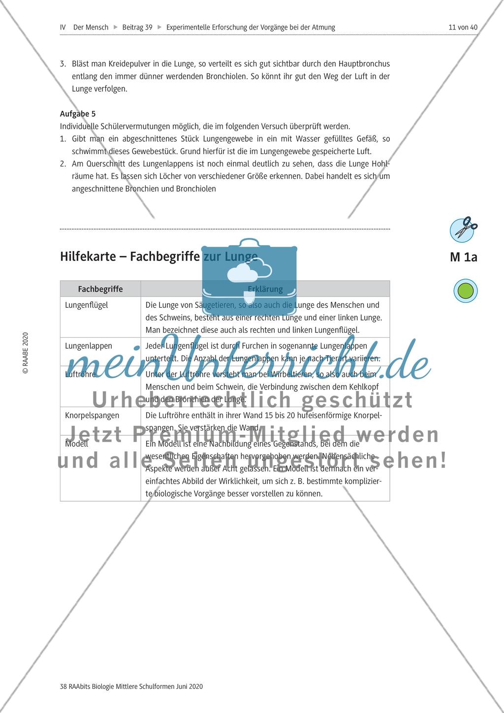 Experimentelle Erforschung der Vorgänge bei der Atmung Preview 11
