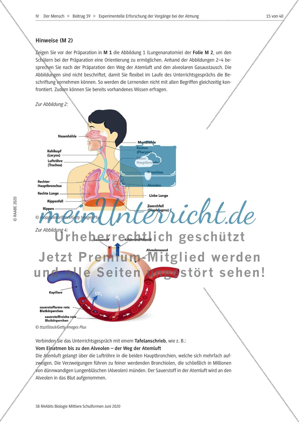 Experimentelle Erforschung der Vorgänge bei der Atmung Preview 15