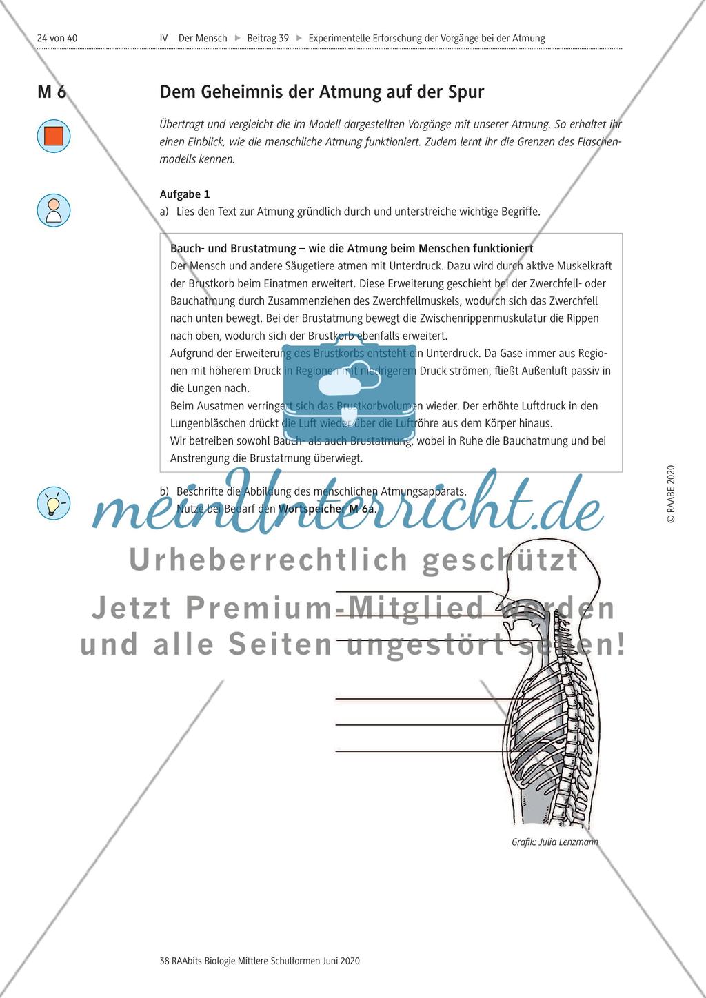 Experimentelle Erforschung der Vorgänge bei der Atmung Preview 24