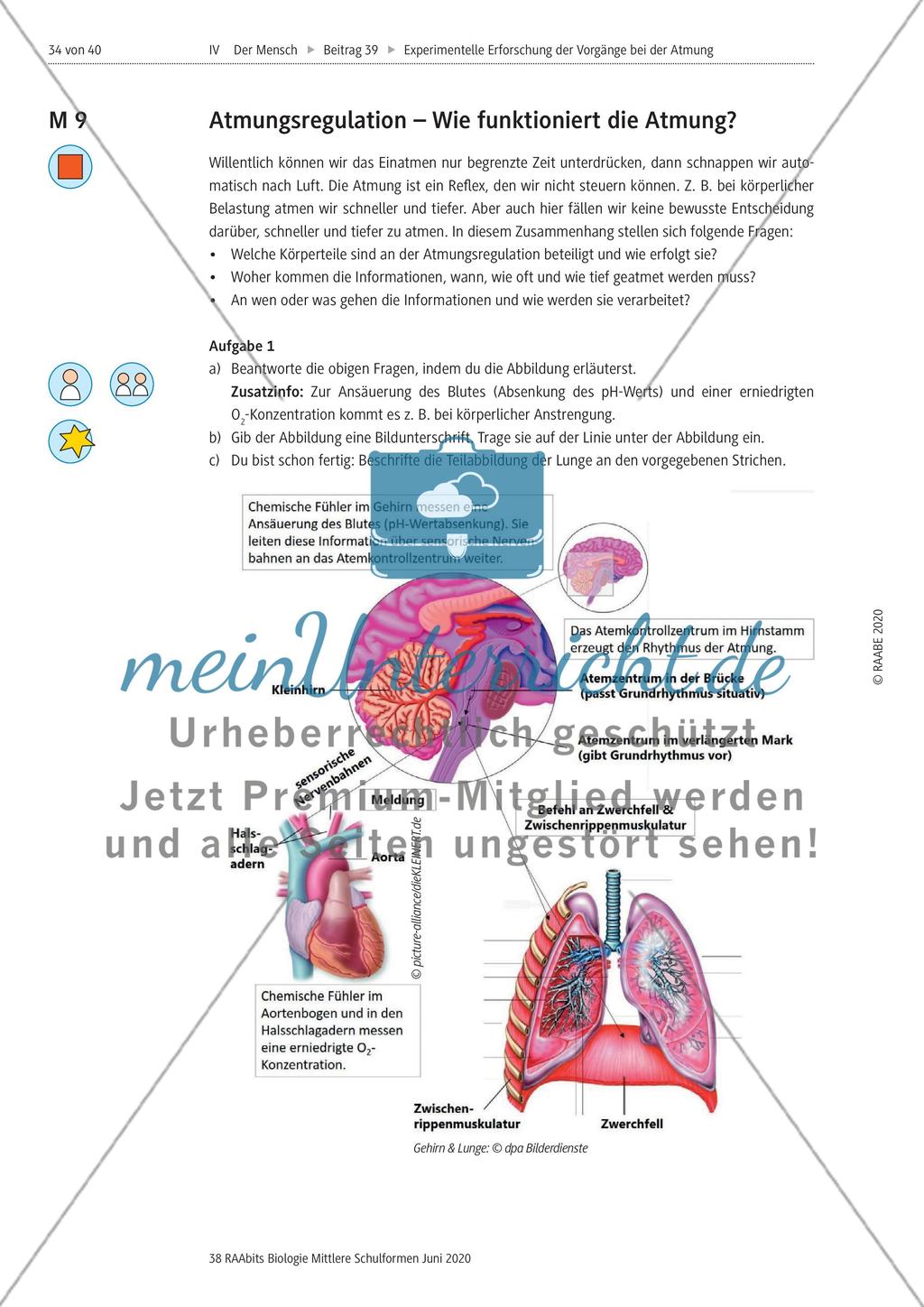Experimentelle Erforschung der Vorgänge bei der Atmung Preview 34