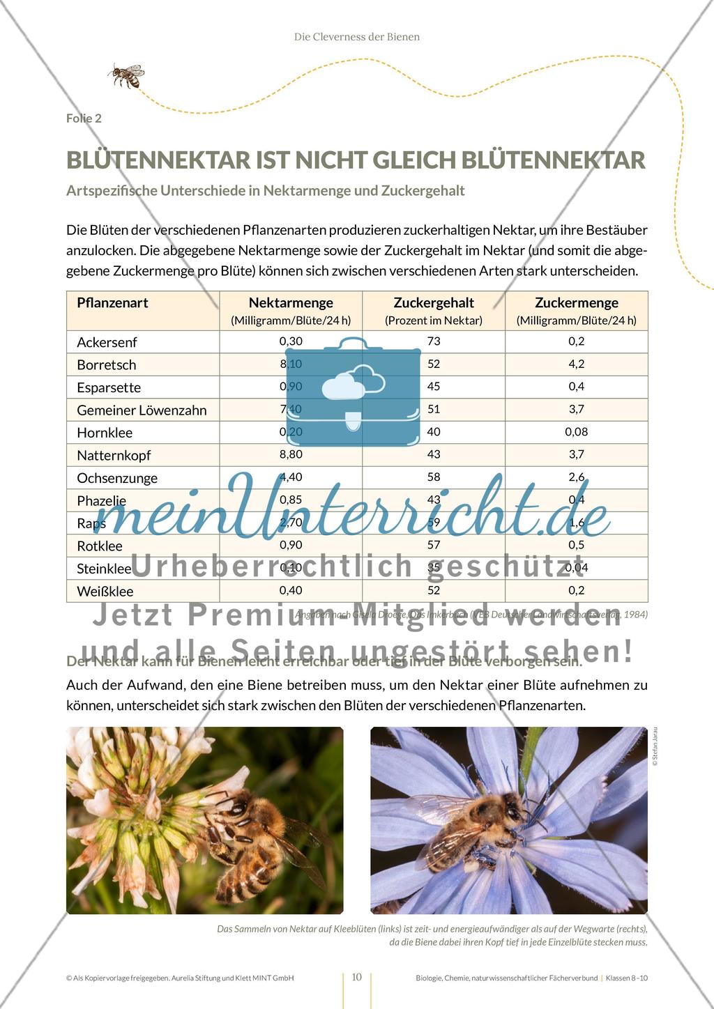 Die Cleverness der Bienen – Wie Bienen lernen Preview 10