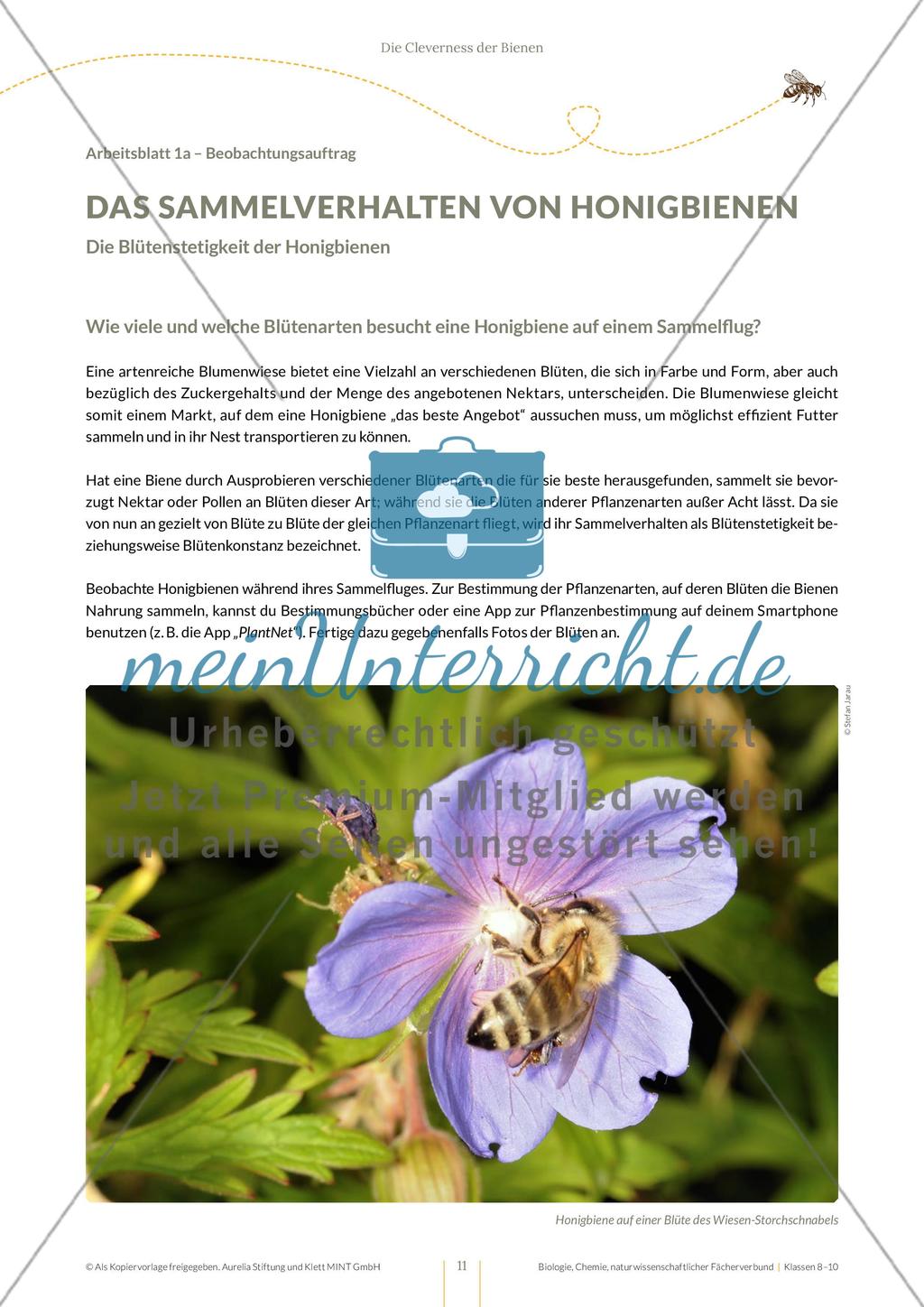 Die Cleverness der Bienen – Wie Bienen lernen Preview 11