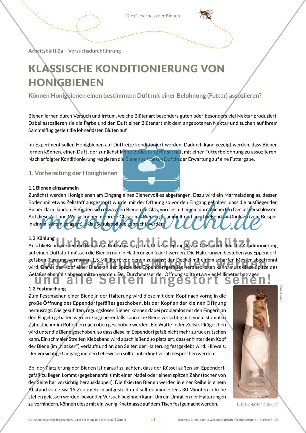 Die Cleverness der Bienen – Wie Bienen lernen Preview 13