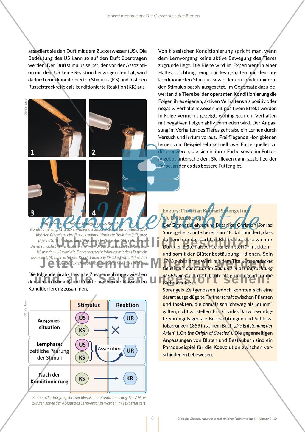 Die Cleverness der Bienen – Wie Bienen lernen Preview 6