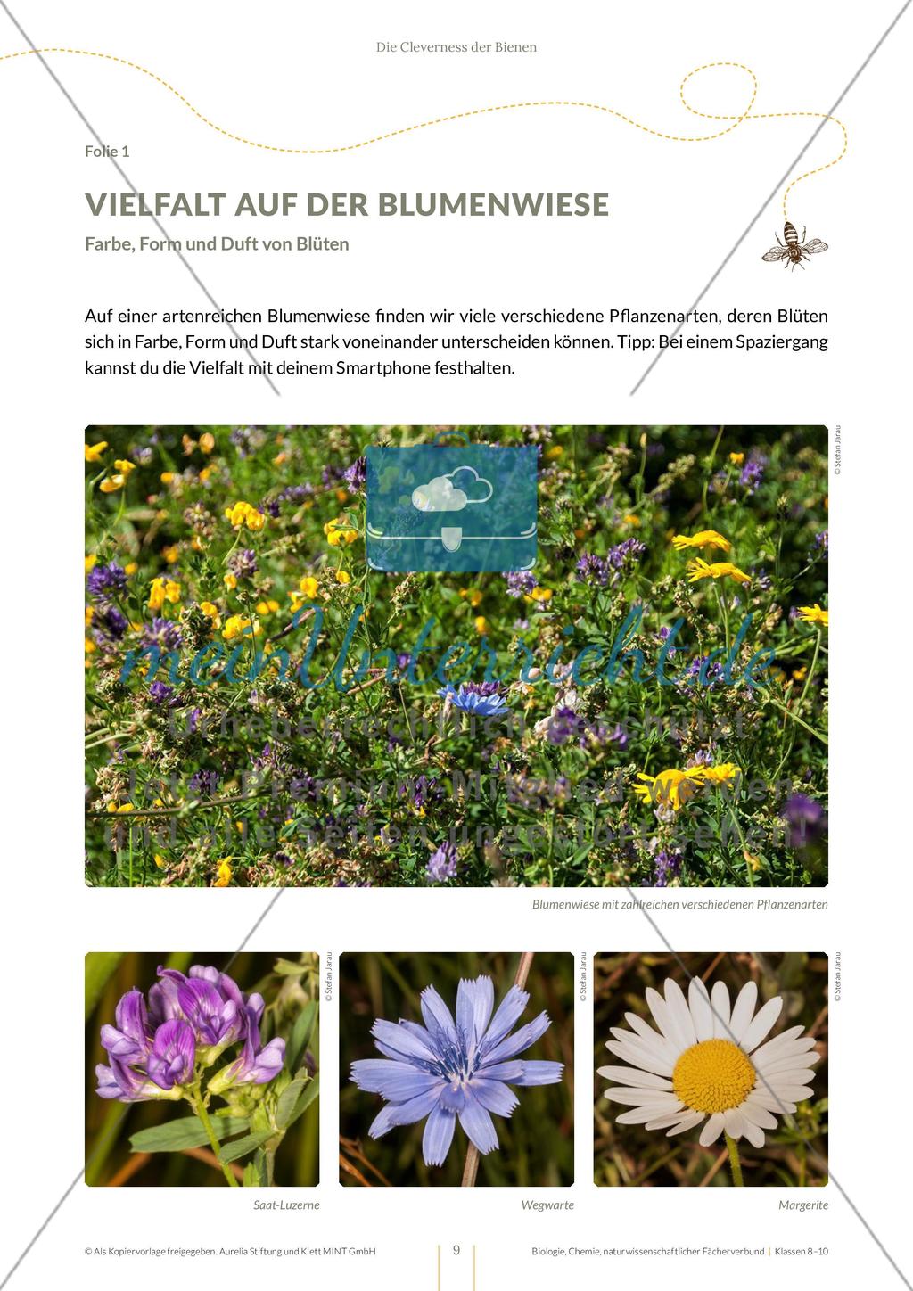 Die Cleverness der Bienen – Wie Bienen lernen Preview 9