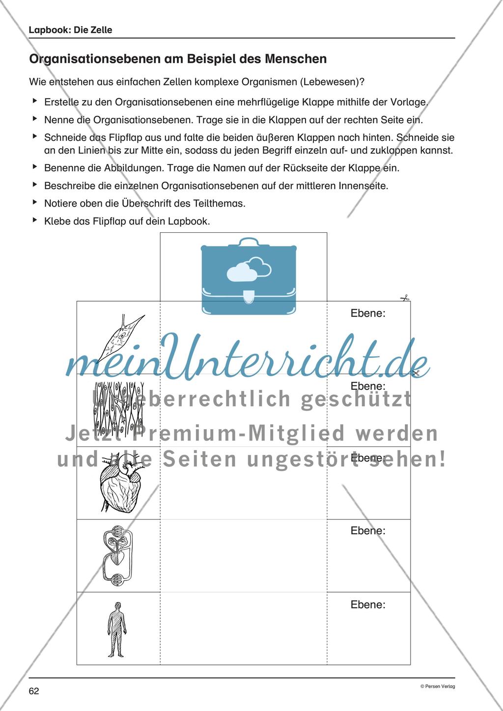 Lapbook: Die Zelle Preview 11