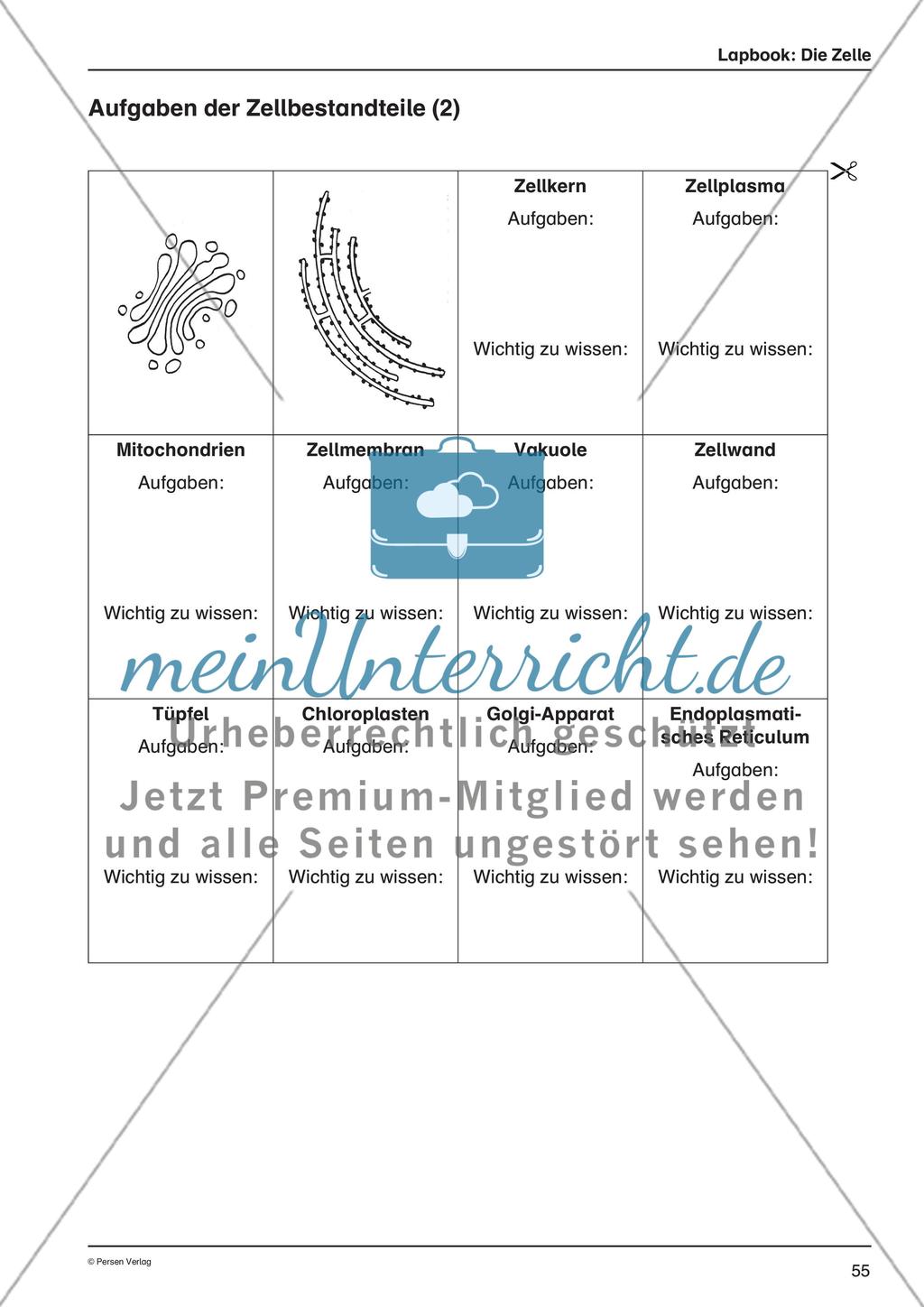 Lapbook: Die Zelle Preview 4