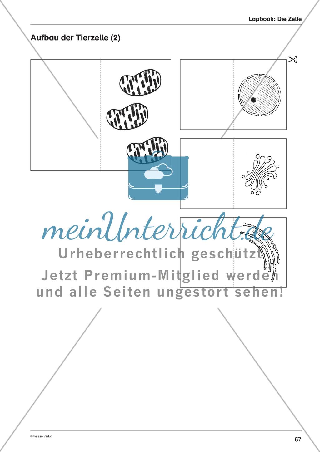 Lapbook: Die Zelle Preview 6