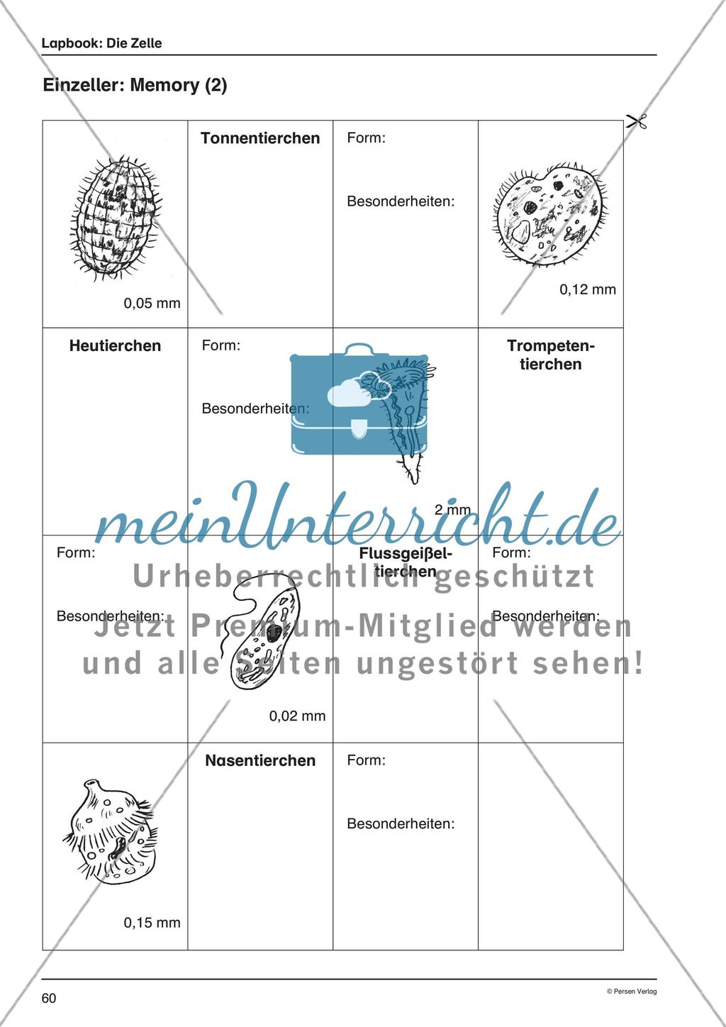 Lapbook: Die Zelle Preview 9