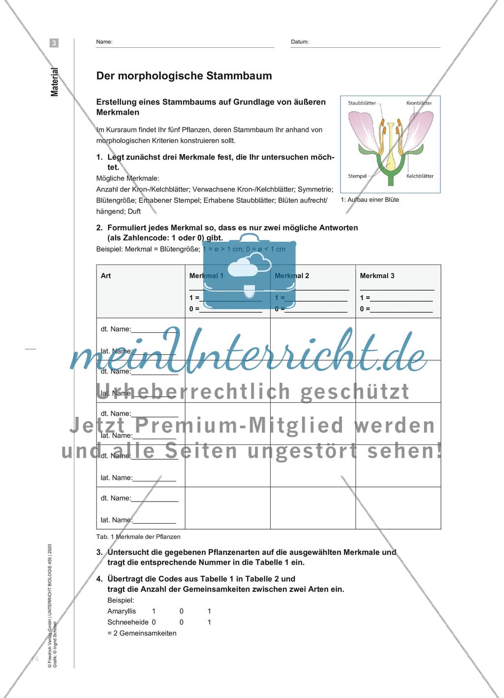 Der Lauf der Geschichte - Modellierung phylogenetischer Stammbäume am Beispiel von Pflanzen Preview 5
