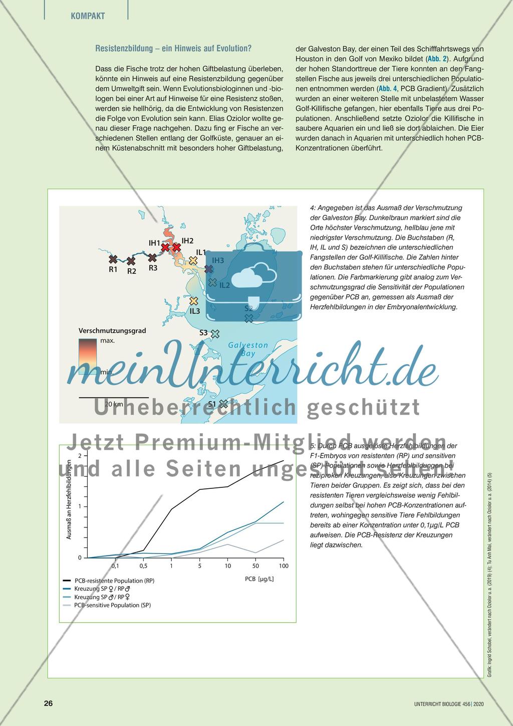 Killifische – Anpassung an menschengemachte Umweltveränderungen? Preview 3