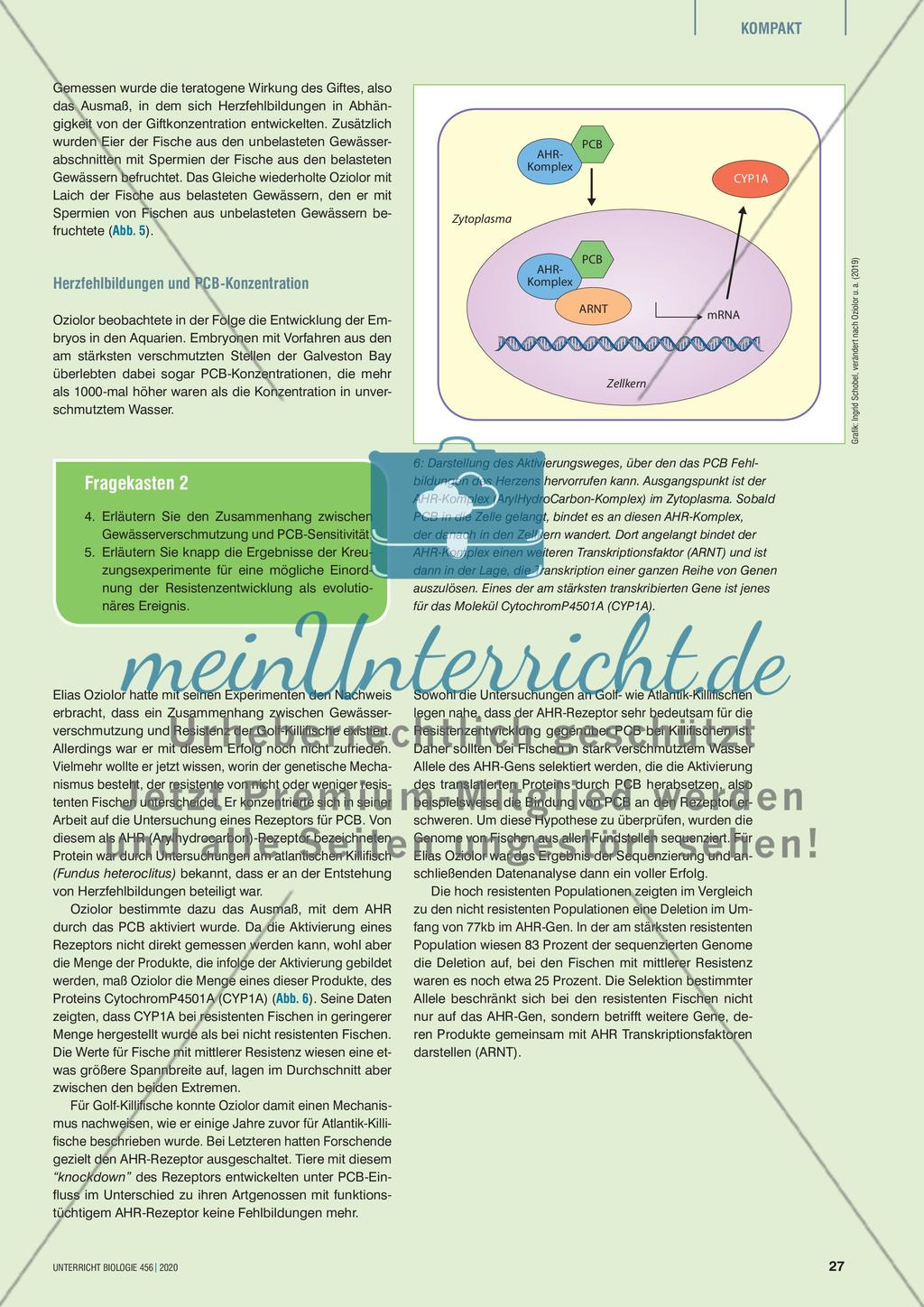 Killifische – Anpassung an menschengemachte Umweltveränderungen? Preview 4