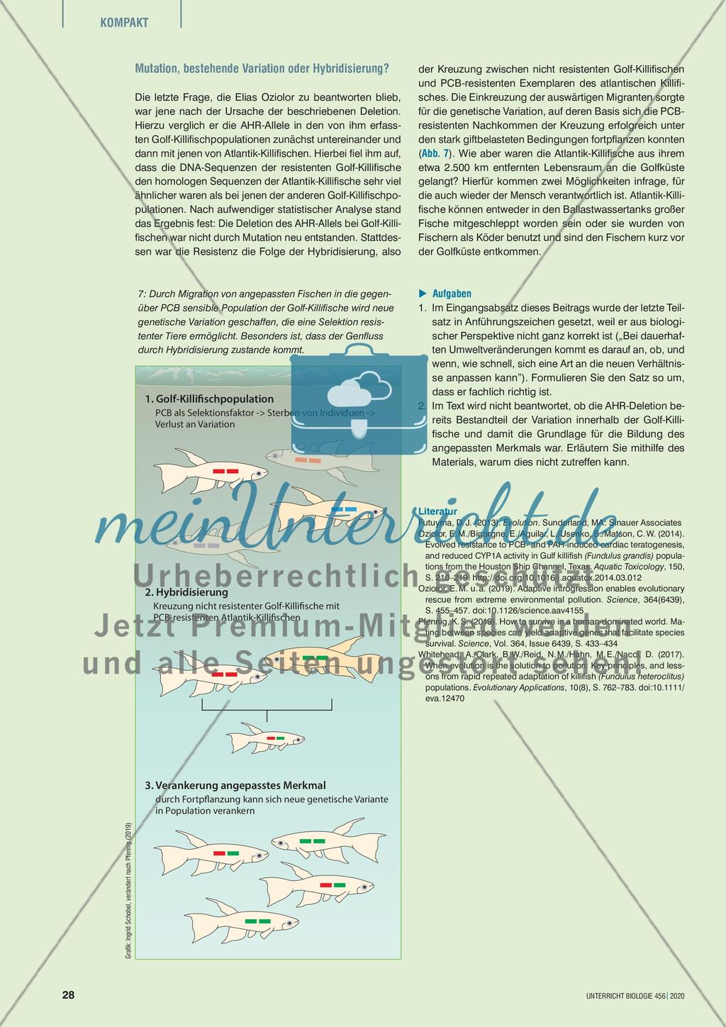 Killifische – Anpassung an menschengemachte Umweltveränderungen? Preview 5