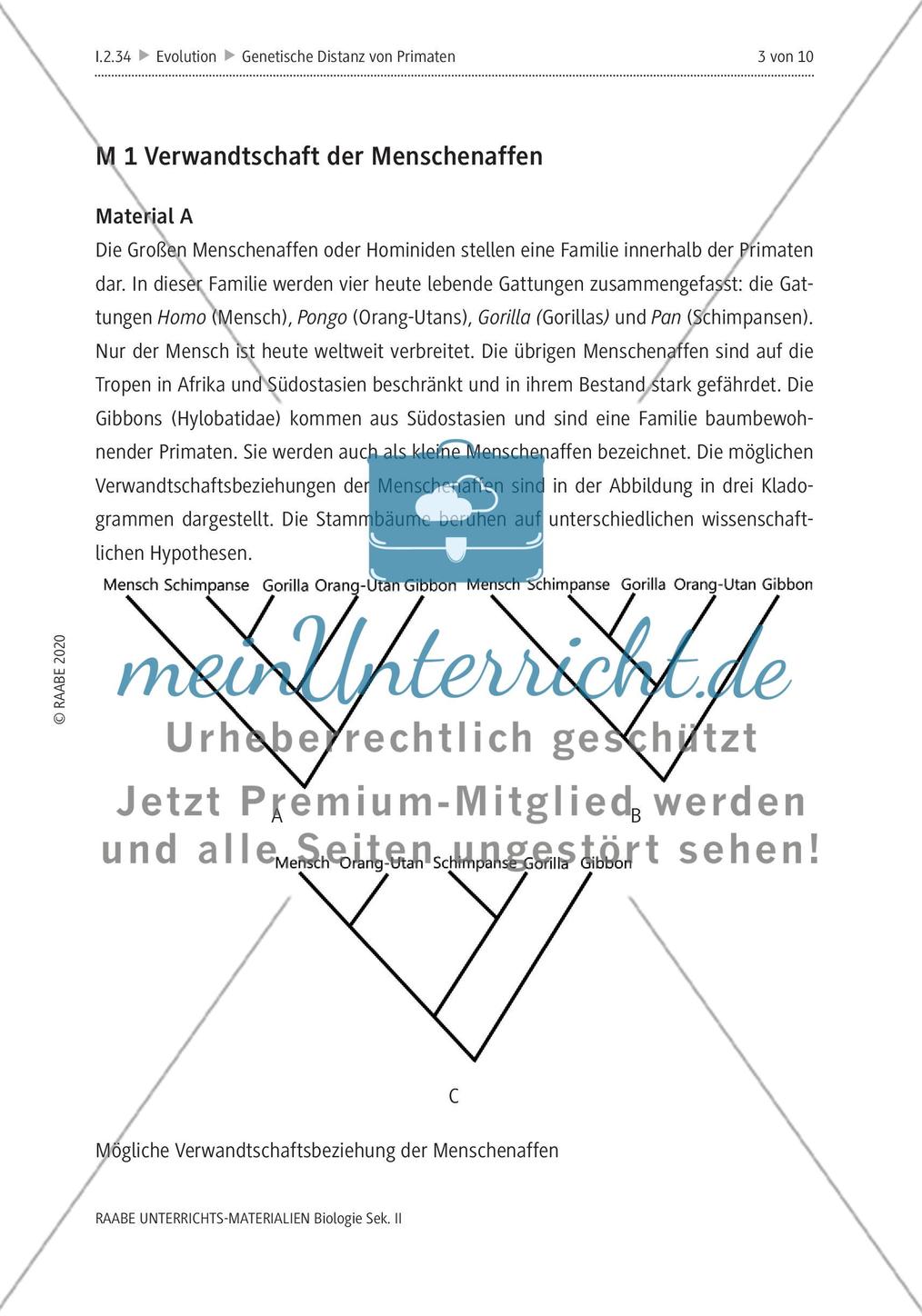 Bestimmung der genetischen Distanz von Primaten Preview 7
