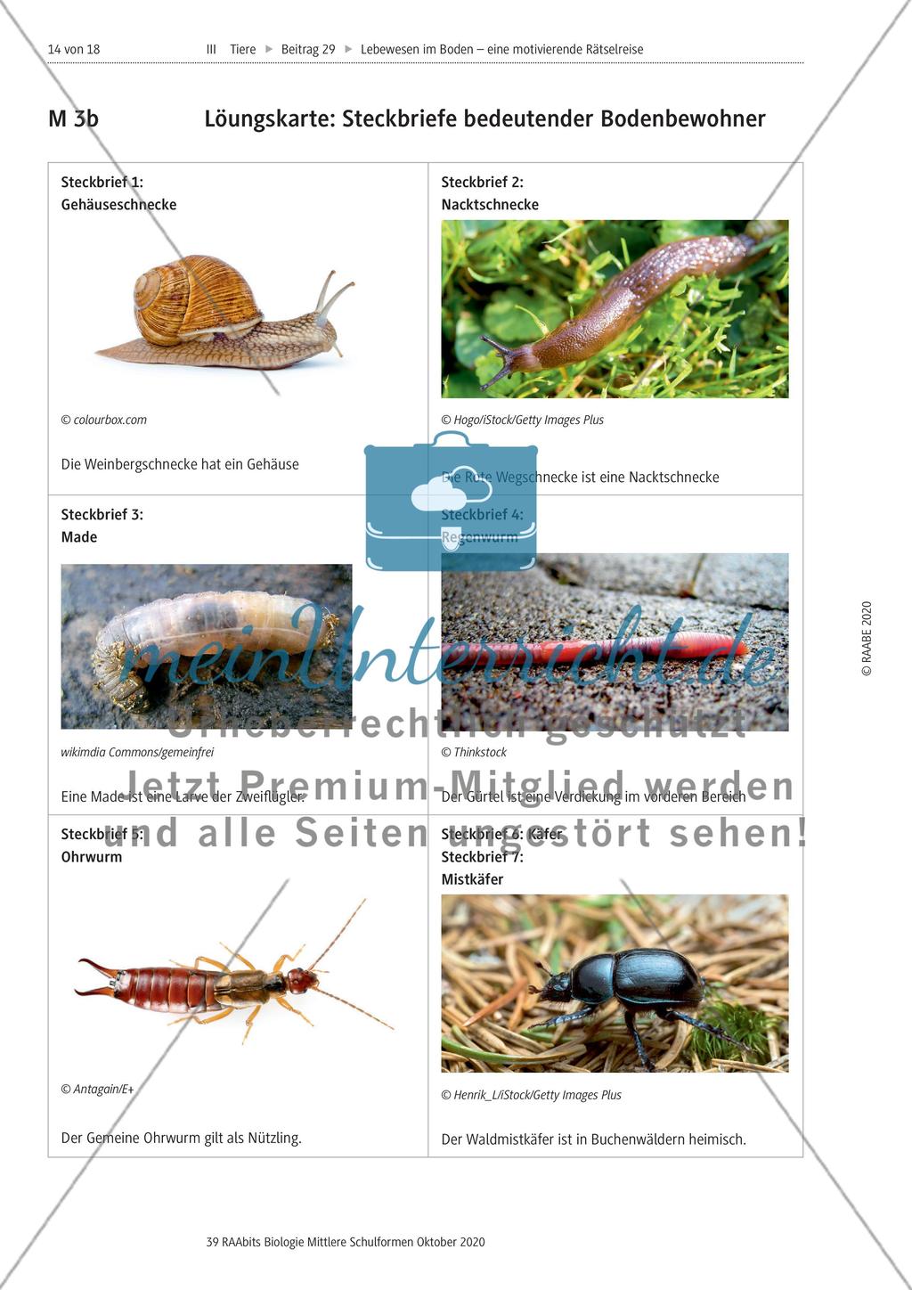 Eine Rätselreise zu Bodenlebewesen Preview 11