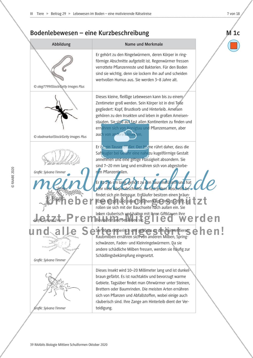 Eine Rätselreise zu Bodenlebewesen Preview 4