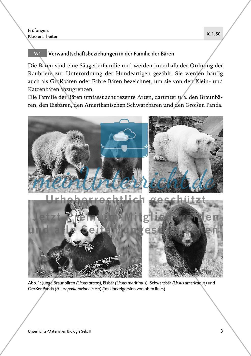 Bären sind nicht gleich Bären - M1-M4 Preview 1