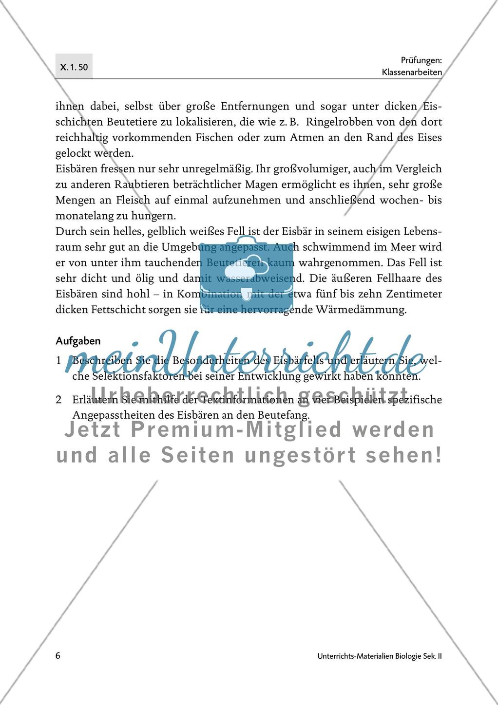 Bären sind nicht gleich Bären - M1-M4 Preview 4
