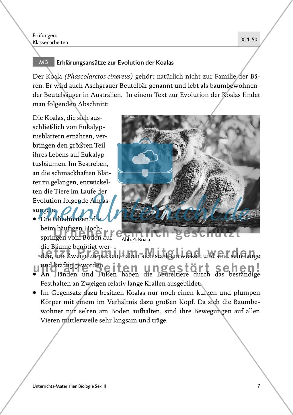 Bären sind nicht gleich Bären - M1-M4 Preview 5