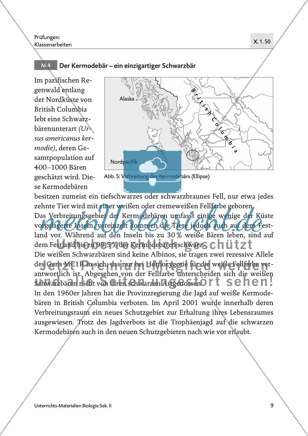 Bären sind nicht gleich Bären - M1-M4 Preview 7