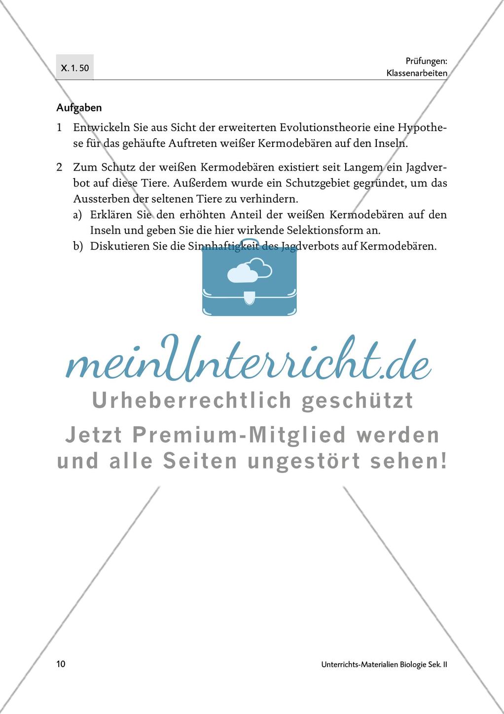 Bären sind nicht gleich Bären - M1-M4 Preview 8