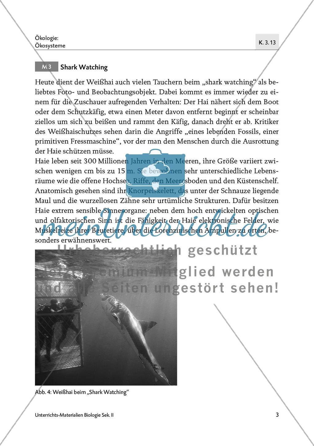 Der Weißhai Preview 5
