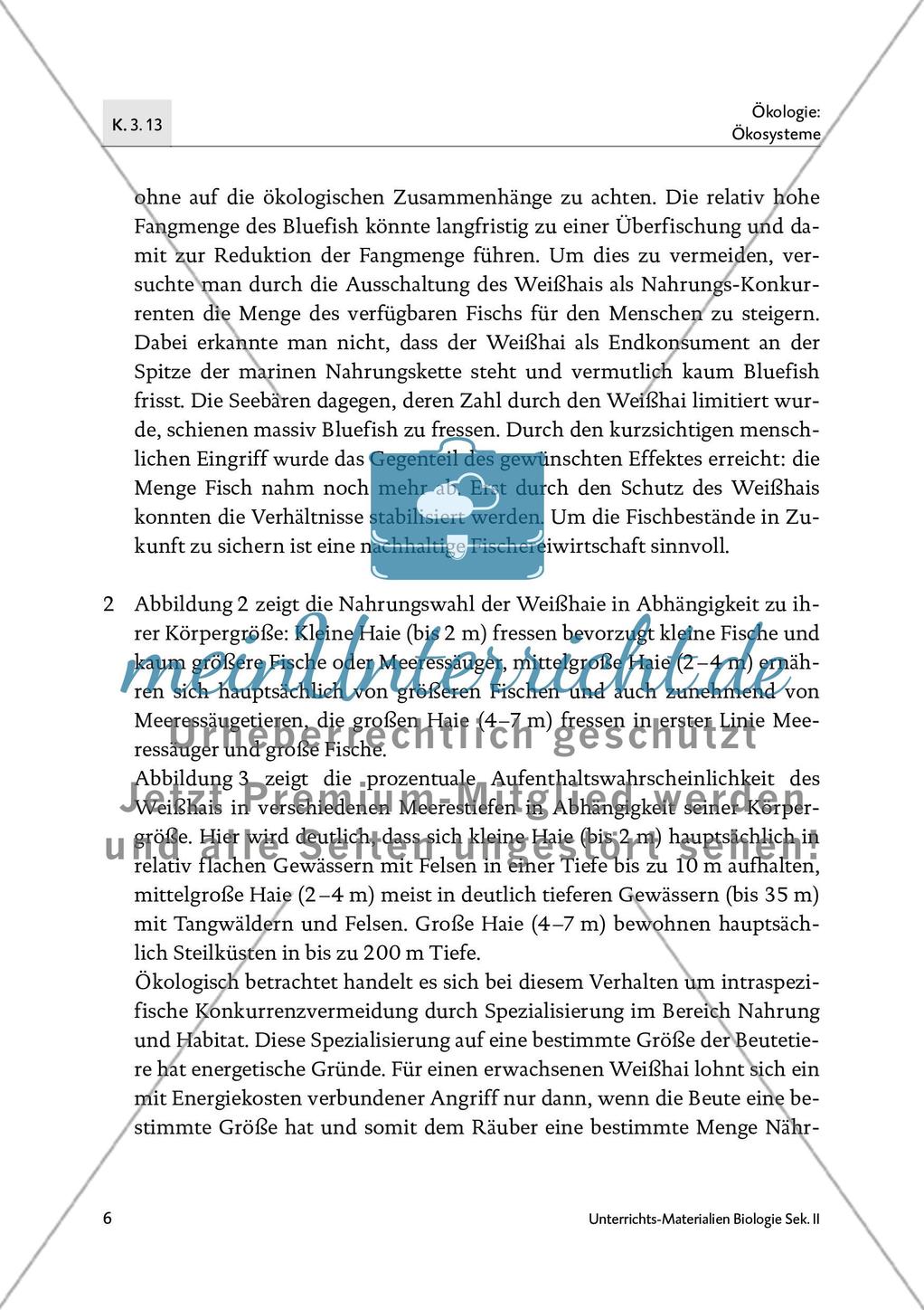 Der Weißhai Preview 8
