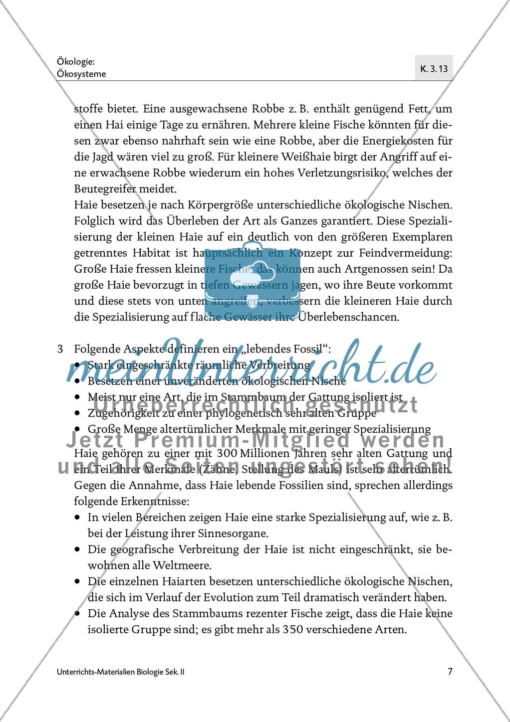 Der Weißhai Preview 9