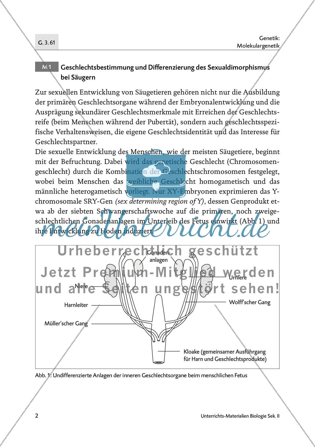 Die Bedeutung der Epigenetik in der Sexualentwicklung - M1-M2 Preview 1