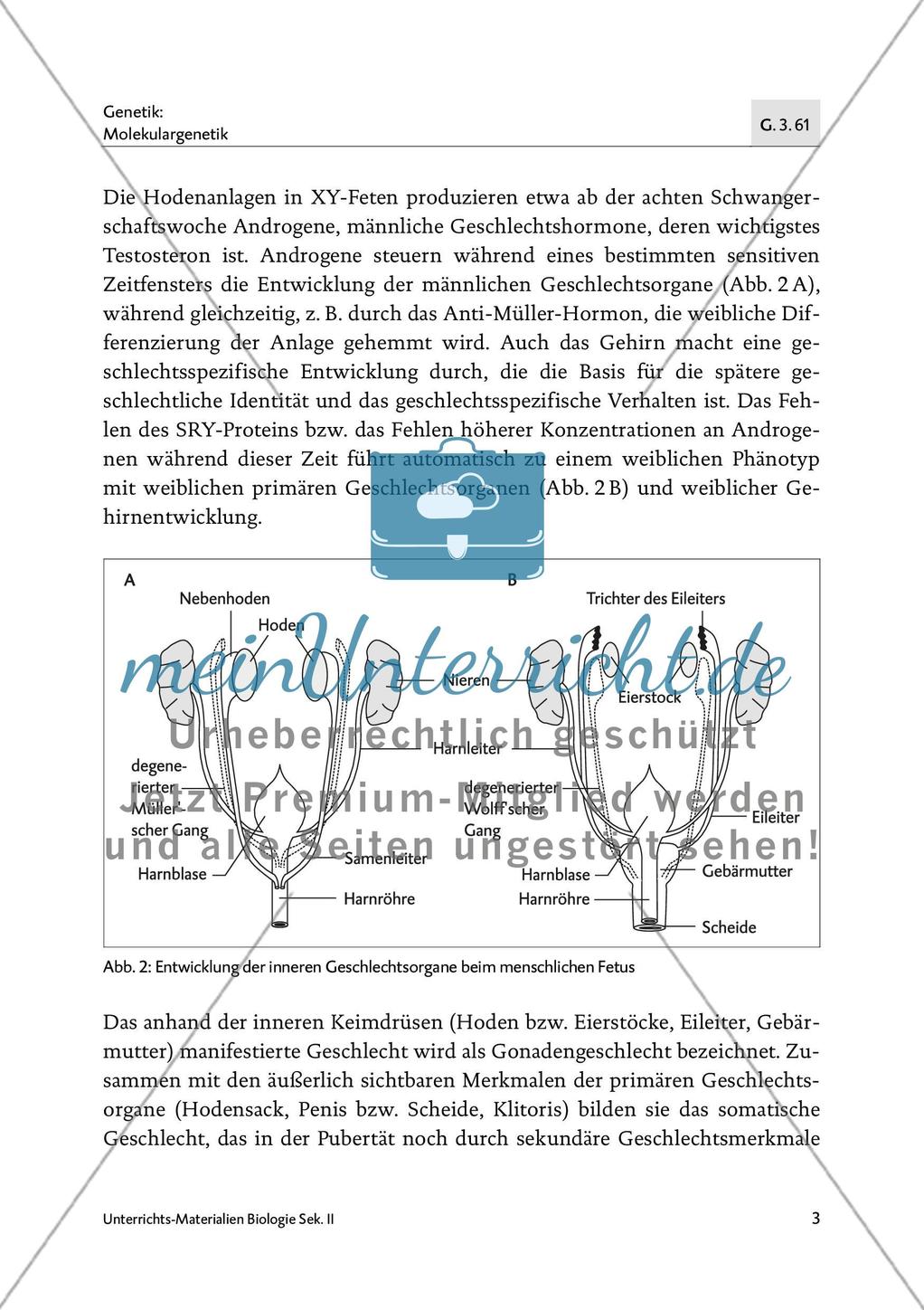 Die Bedeutung der Epigenetik in der Sexualentwicklung - M1-M2 Preview 2