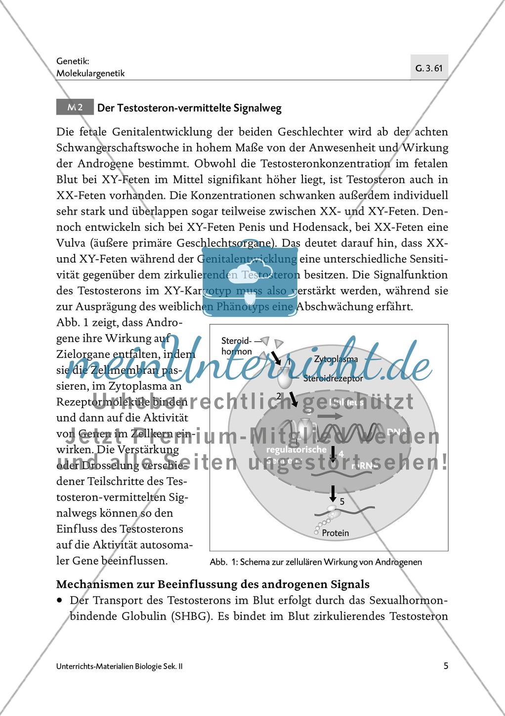 Die Bedeutung der Epigenetik in der Sexualentwicklung - M1-M2 Preview 4