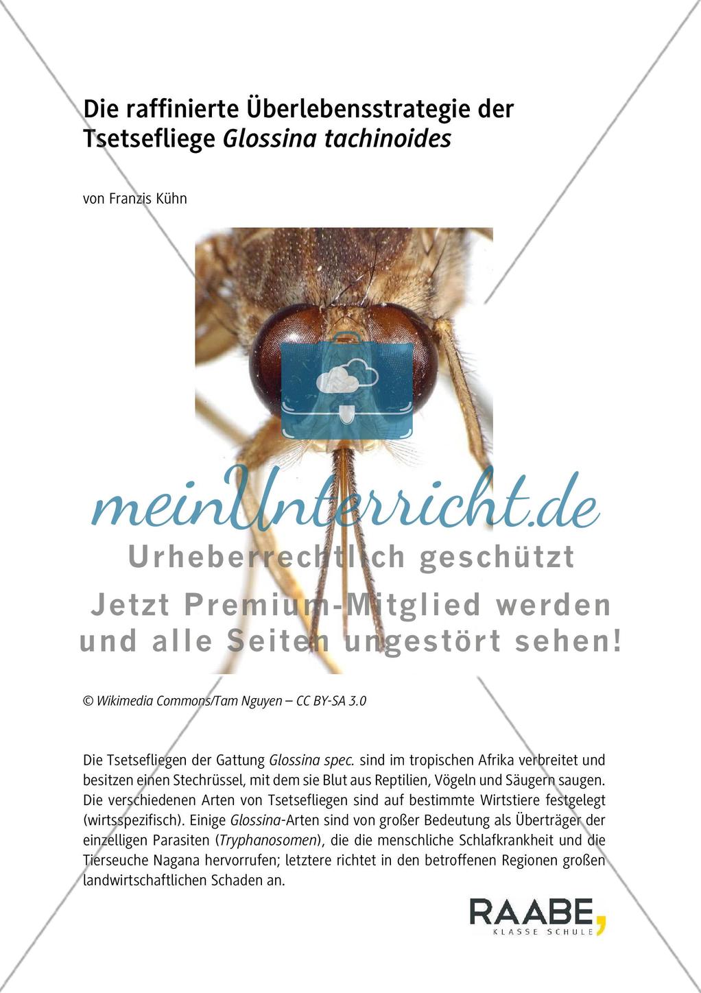 Die raffinierte Überlebensstrategie der Tsetsefliege Glossina tachinoides Preview 1
