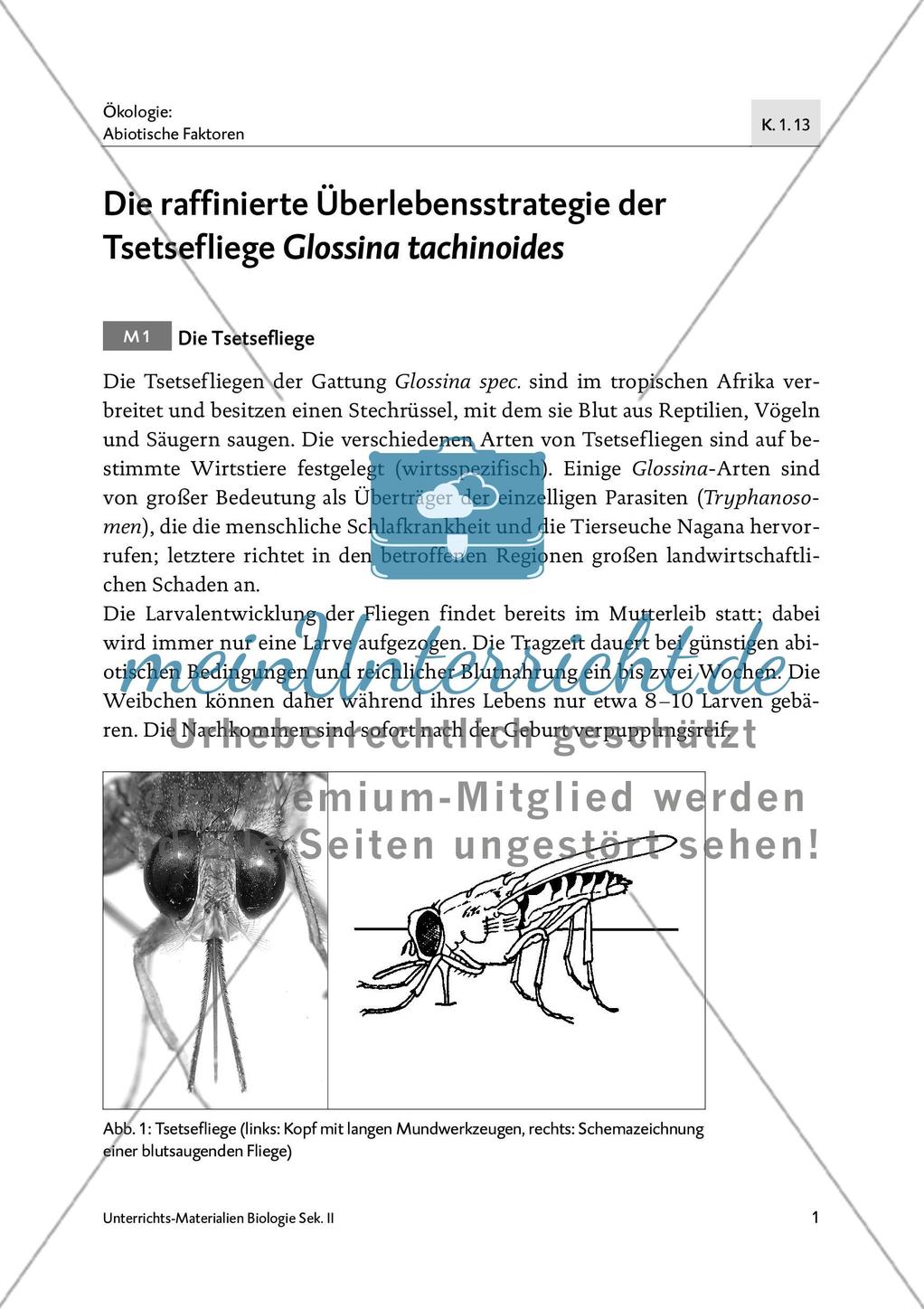 Die raffinierte Überlebensstrategie der Tsetsefliege Glossina tachinoides Preview 3