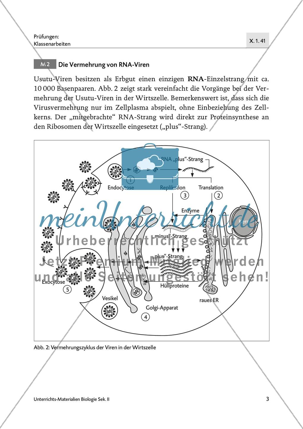 Drohendes Vogelsterben in Deutschland durch das Usutu-Virus - M1-M4 Preview 2