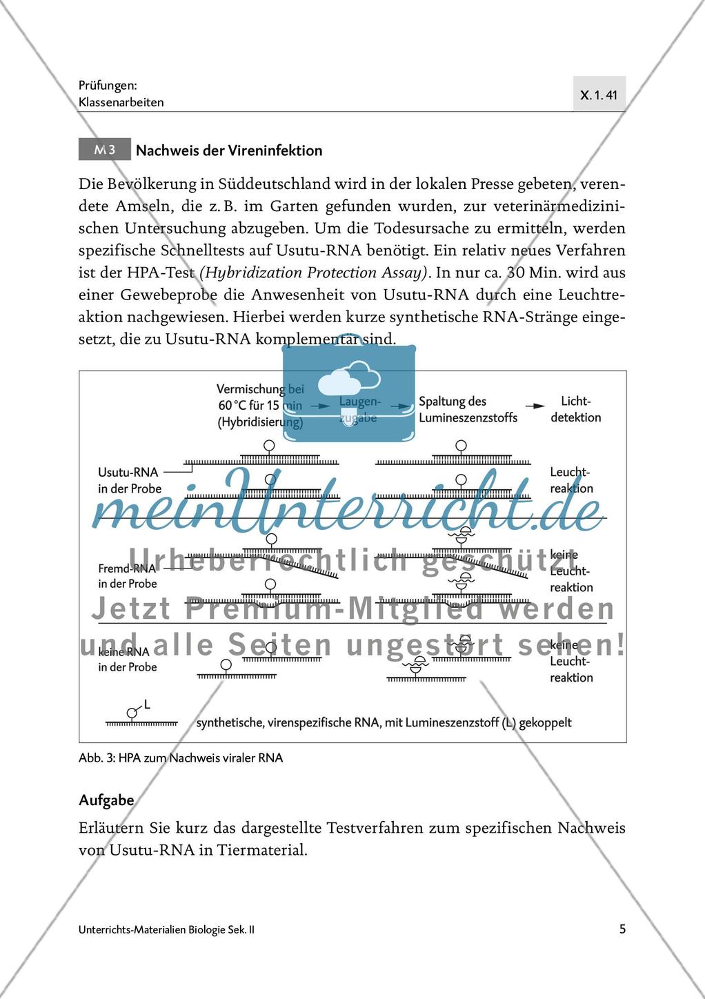 Drohendes Vogelsterben in Deutschland durch das Usutu-Virus - M1-M4 Preview 4