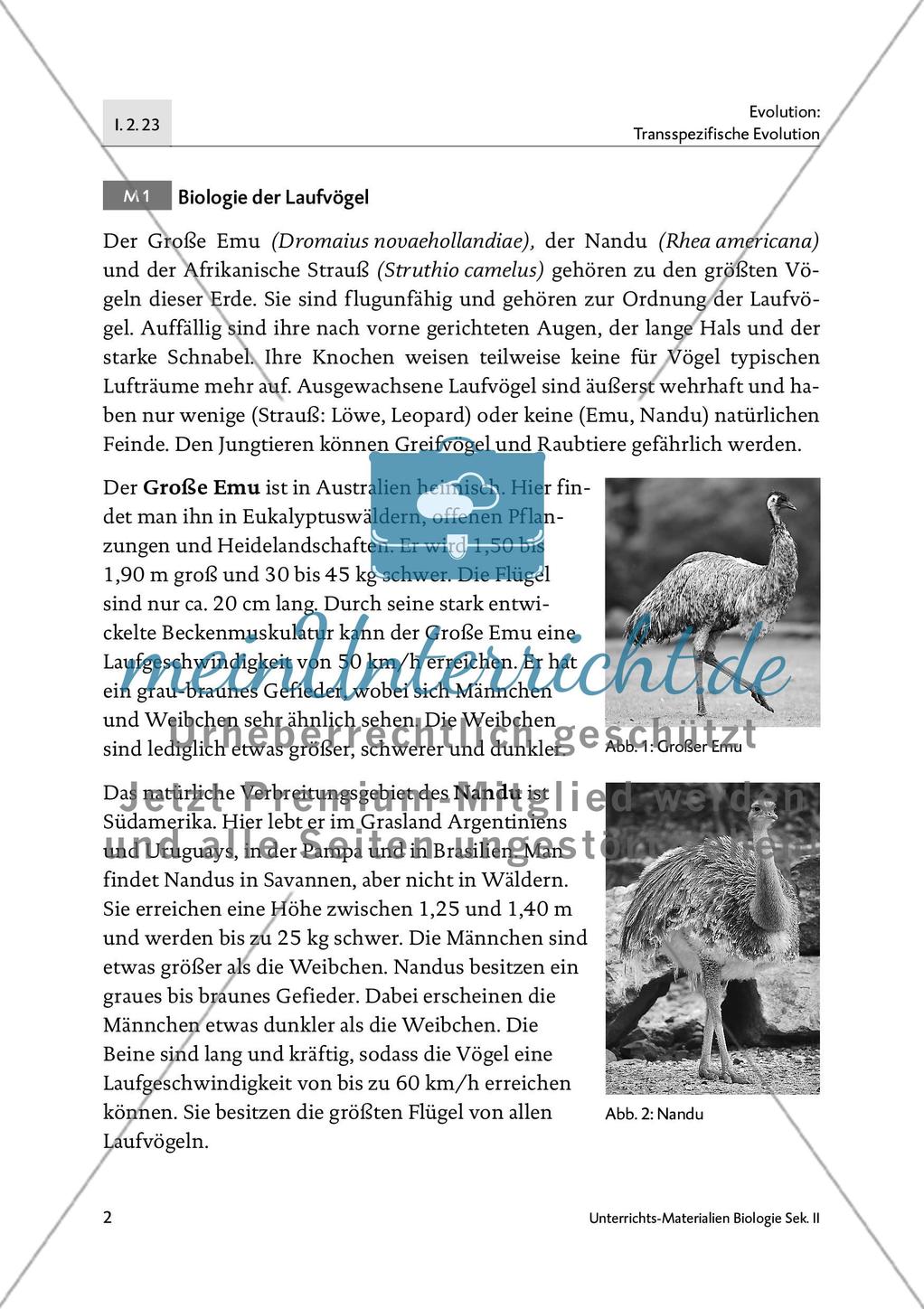 Emu, Nandu und Strauß Preview 4