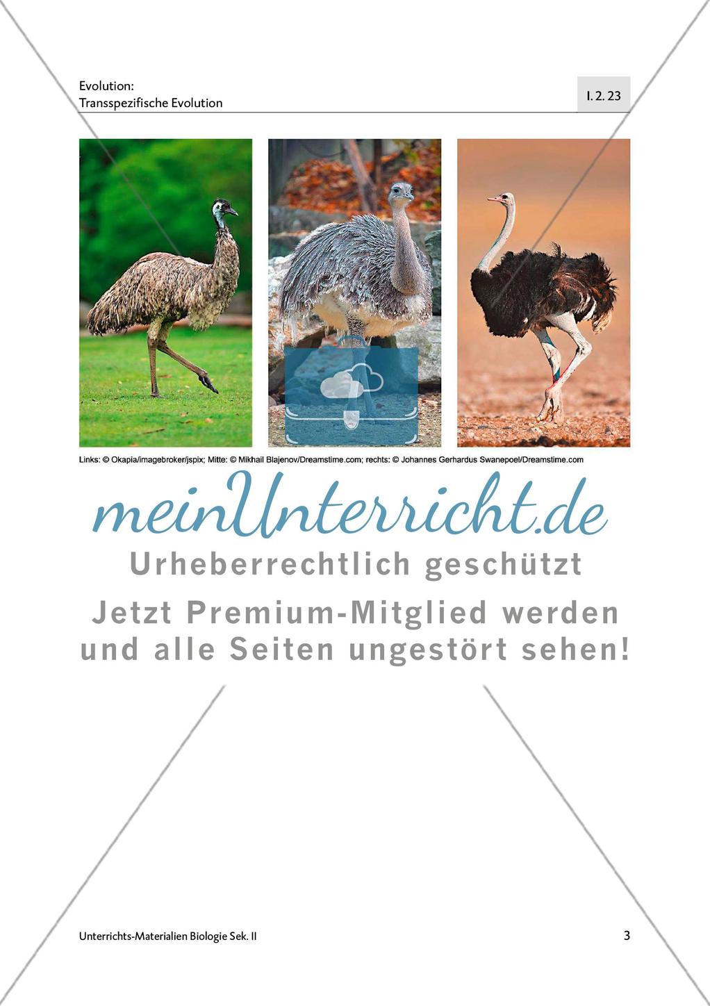 Emu, Nandu und Strauß Preview 5