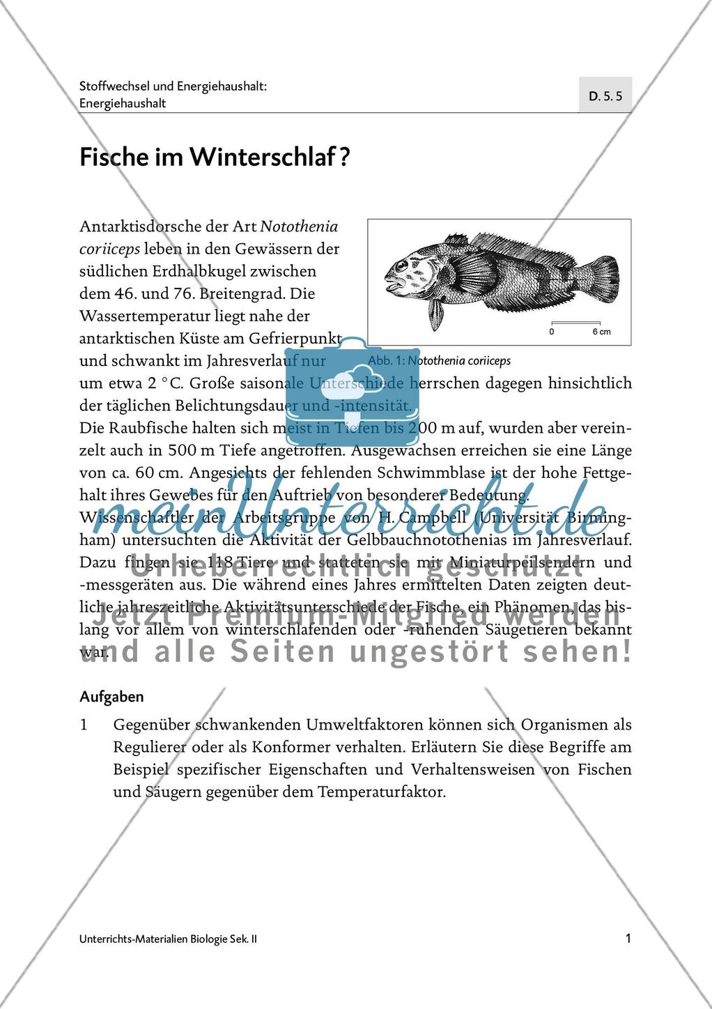 Fische im Winterschlaf? Preview 2