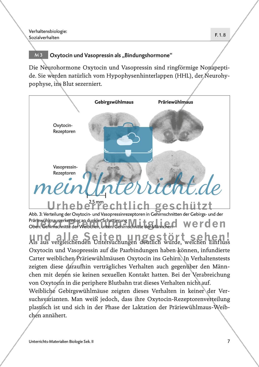 Neurochemie der Monogamie - M1-M3 Preview 6