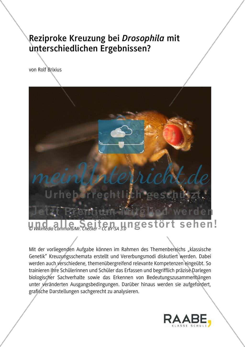 Reziproke Kreuzung bei Drosophila mit unterschiedlichen Ergebnissen? Preview 1